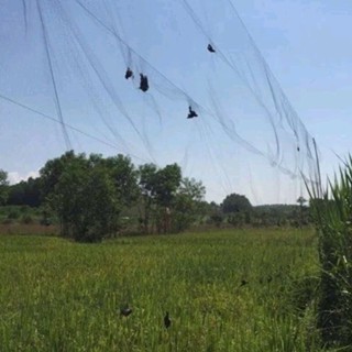 Lưới Bẫy Chim Tàng Hình Dài 50m Cao 5m Siêu nhậy