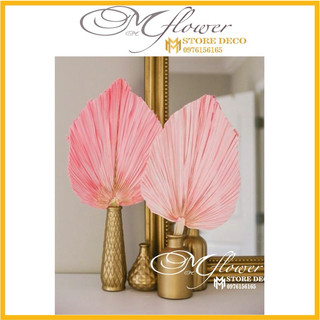 Lá Cọ Khô màu lá lớn Trang Trí, Decor , cọ khô nhiều màu