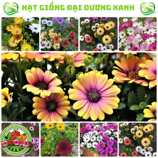 Hạt giống hoa cúc châu phi nhiều màu tặng phân bón