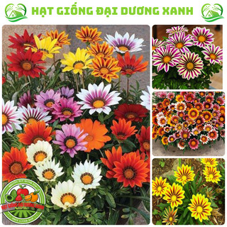 Hạt giống hoa Cúc huân chương nhiều màu (100 HẠT) Tặng kèm phân bón