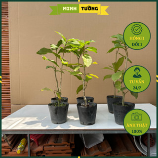 Cây Mai Xanh Thái Lan (Dây Leo) - Cây Cảnh Phong Thủy Sân Vườn