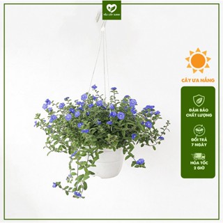 Cây Hoa Thanh Tú treo trang trí ban công sân vườn ( cây chịu nắng tốt )