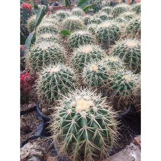 Xương Rồng Kim Hổ