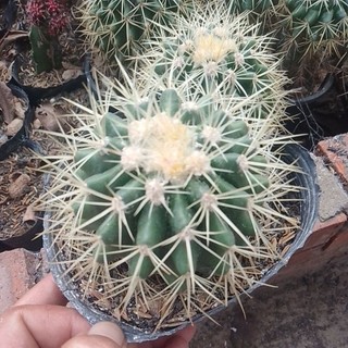 Xương Rồng Kim Hổ