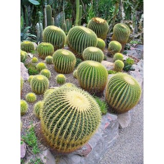 Xương rồng kim hổ