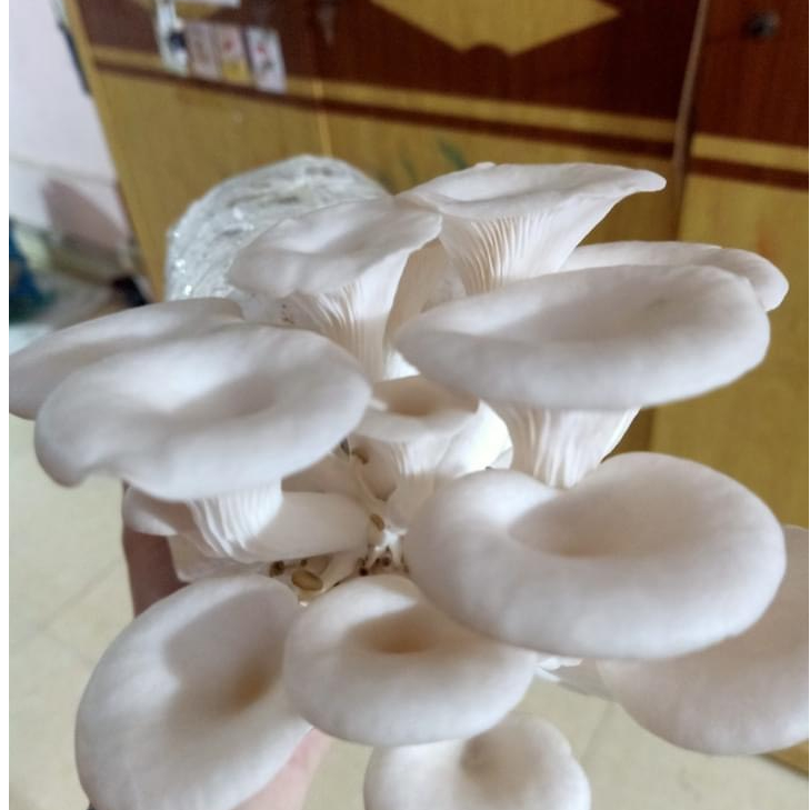 Phôi nấm Sò và Mộc nhĩ (Combo 2 Sò, 1 Mộc nhĩ)