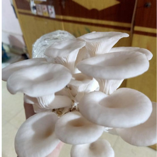 Phôi nấm Sò và Mộc nhĩ