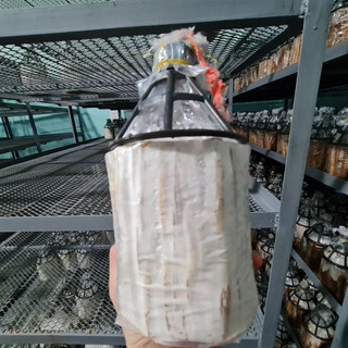 Meo giống Nấm Sò Trắng - Loại que