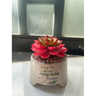 Sen đá hồng size 9cm làm bằng đất sét