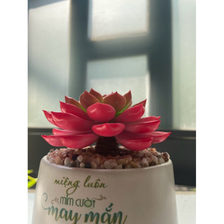 Sen đá hồng size 9cm làm bằng đất sét