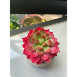 Sen đá hồng size 9cm làm bằng đất sét