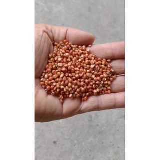 1Kg bobo đỏ dành cho chim, gà ...