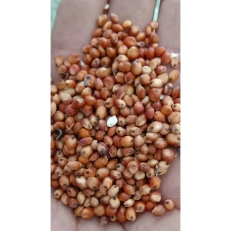 1Kg bobo đỏ dành cho chim, gà ...