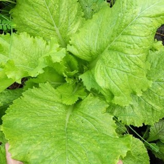 Hạt giống cải bẹ xanh mỡ