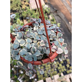 Cây sen đá lá tim var string of heart cây có nhiều củ ở gốc 🌵 ⚡ ❤