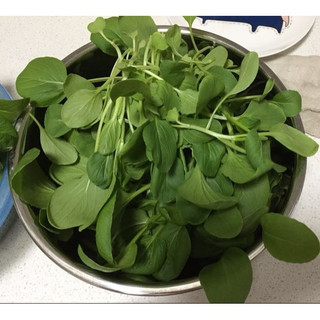 HẠT GIỐNG RAU CẢI NGỌT 20GR