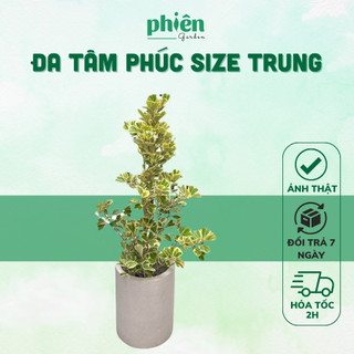 Cây Đa Tâm Phúc để bàn kèm chậu gốm tráng men