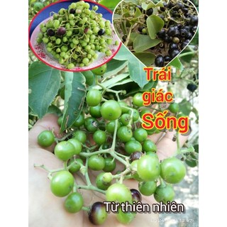 1kg trái giác xanh mọc tự nhiên shop 3miền tri ân