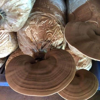 Phôi nấm Linh chi (01 kiện 03 bịch)