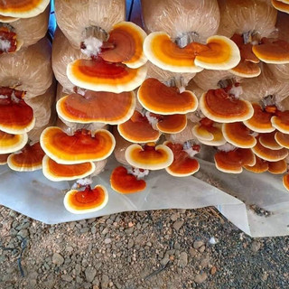 Phôi nấm Linh chi (01 kiện 03 bịch)