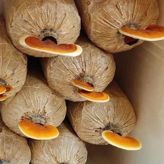 Phôi nấm Linh chi (01 kiện 03 bịch)