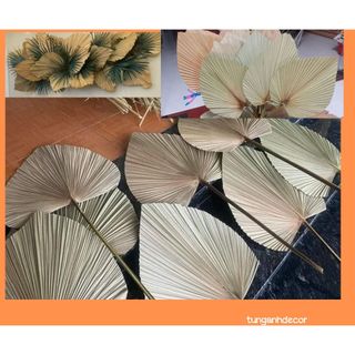 Set 5 lá cọ khô tự nhiên 50cm trang trí