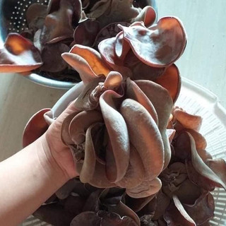 Phôi nấm Mộc nhĩ - (01 kiện 14 bịch)