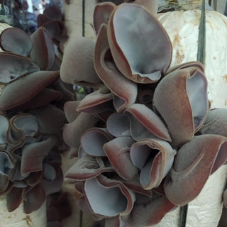 Phôi nấm Mộc nhĩ - (01 kiện 14 bịch)
