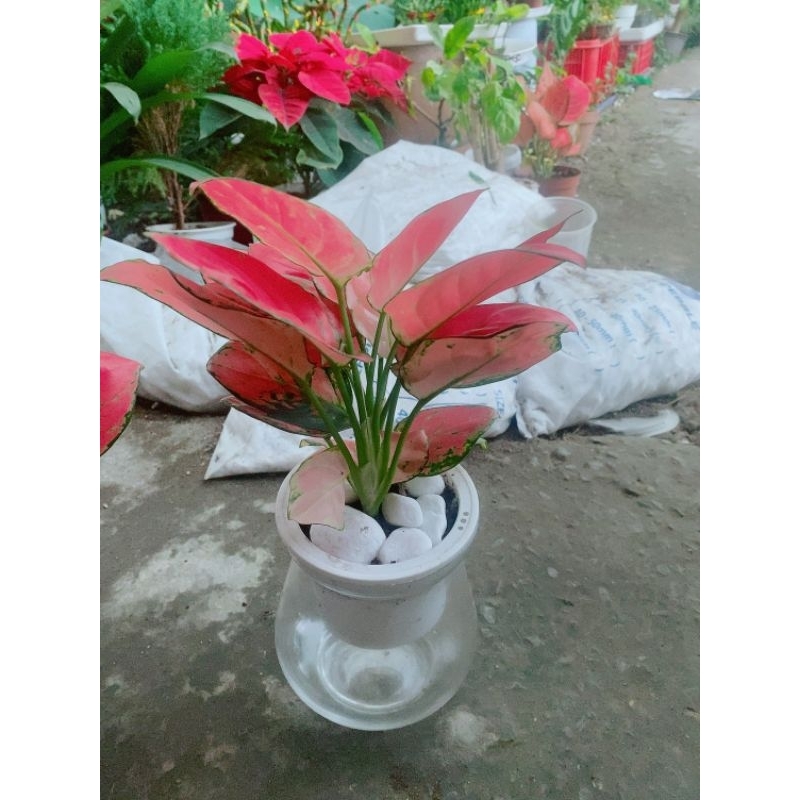 Chậu Vạn Lộc Hồng Thủy Sinh