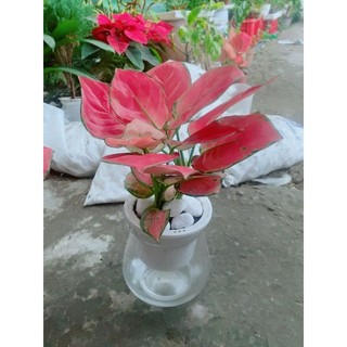 Chậu Vạn Lộc Hồng Thủy Sinh