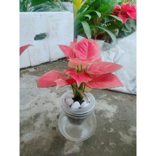 Chậu Vạn Lộc Hồng Thủy Sinh