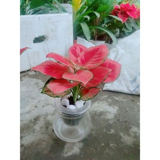 Chậu Vạn Lộc Hồng Thủy Sinh
