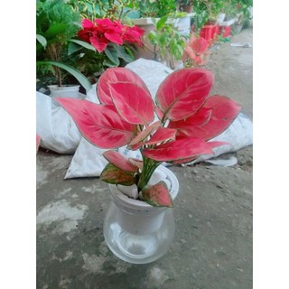 Chậu Vạn Lộc Hồng Thủy Sinh