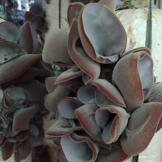 Phôi nấm Mộc nhĩ - (01 kiện 10 phôi)