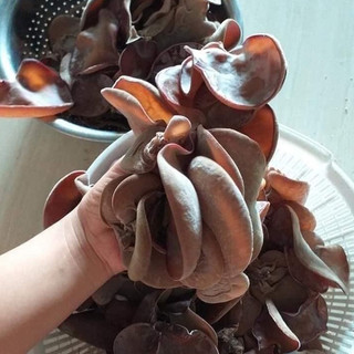 Phôi nấm Mộc nhĩ - (01 kiện 10 phôi)