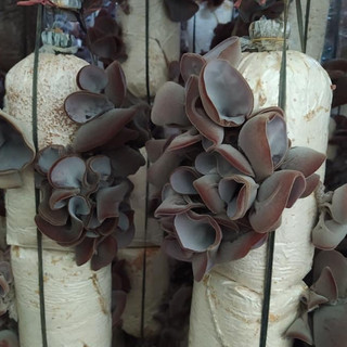 Phôi nấm Mộc nhĩ và Bào ngư