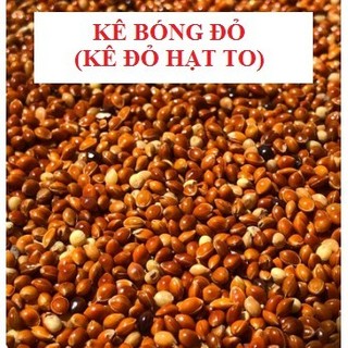 Kê Đỏ loại to, hạt tròn bóng mẩy cho chim vẹt, sẻ, manh manh nhật, sắc nhật, yến hót, bạc má...