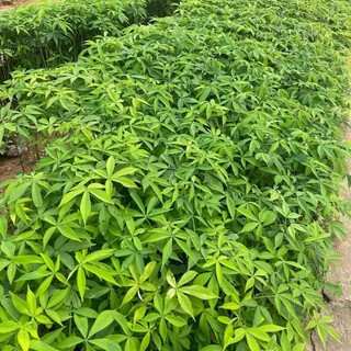 Cây hoa Mỹ Nhân (Hồng Mỹ nhân) cao 40cm