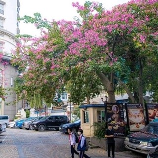 Cây hoa Mỹ Nhân (Hồng Mỹ nhân) cao 40cm