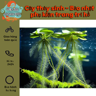 5 nhánh Cây thủy sinh- Bèo nhật - phụ kiện trang trí hồ cá cảnh