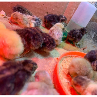 Thức Ăn Cho Gà Rutin