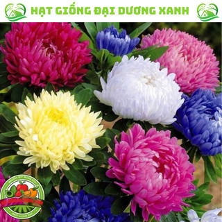 Hạt giống hoa cúc magic, hoa cúc mix nhiều màu tặng phân bón