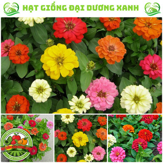Hạt Giống Hoa Cúc Lá Nhám tặng kèm phân