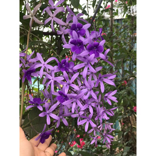 Cây mai xanh Thái cây cao hơn 1m