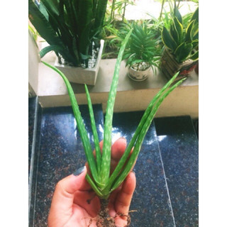 combo 5 cây lô hội(nha đam)