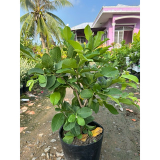 Chậu nhựa mềm Ổi Nữ Hoàng