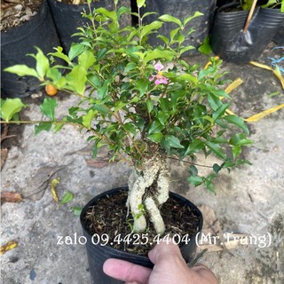 Caykiengsadec hồng Ngọc mai bonsai