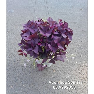 (VHST - GIAO TP.HCM 1-5H) Cây hoa BƯỚM ĐÊM.