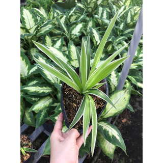 Cỏ lan chi/ mẫu tử/ dây nhện