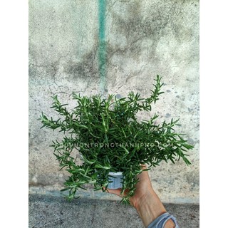 Cây hương thảo rũ